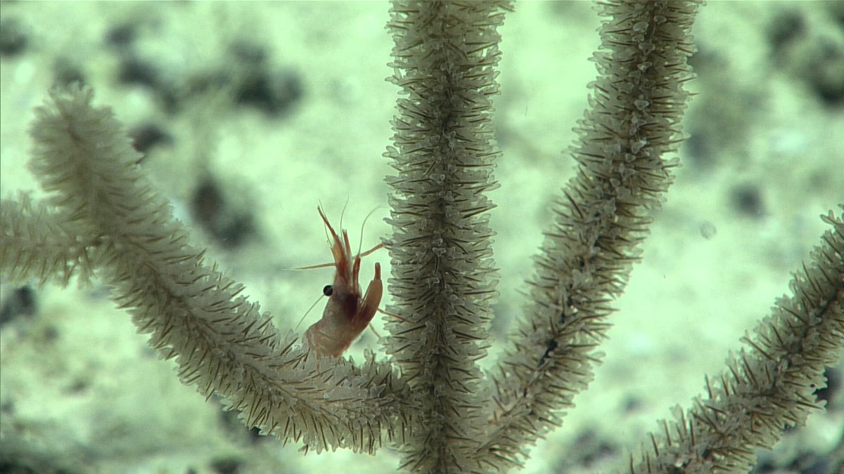 DeepSeaImage's tweet image. Black #corals (Antipatharia) were seen during most, if not all, of the dives of the 2019 Southeastern U.S. #deepsea Exploration.
This one, with its densely packed polyps, was seen a few times on Dive 12!
📷NOAA
#deepsea #MarineLife #CoralsWeek