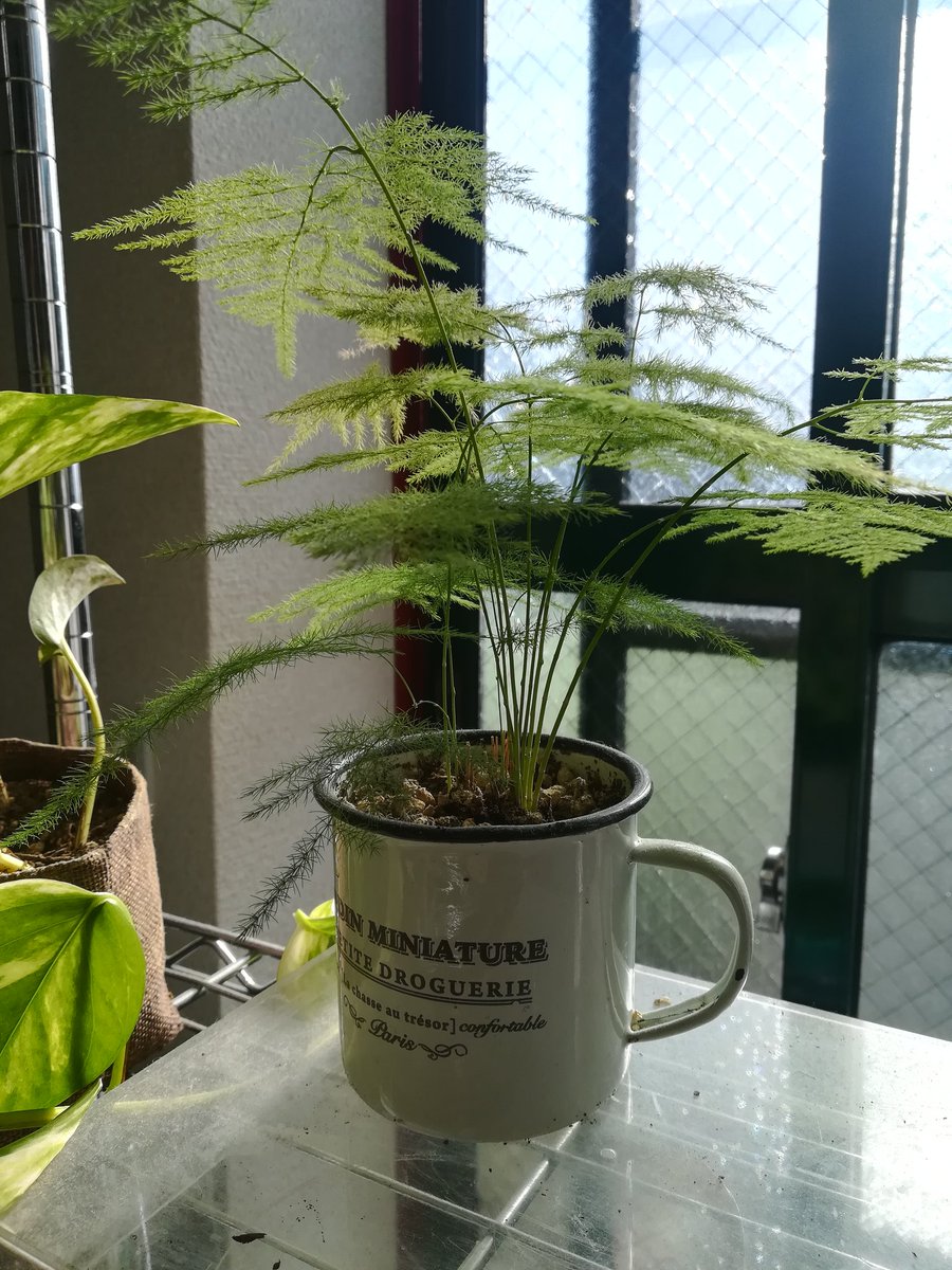 ぐっちー In茨城 アスパラガスさん 可愛い アスパラガス プルモーサス ナナス 観葉植物