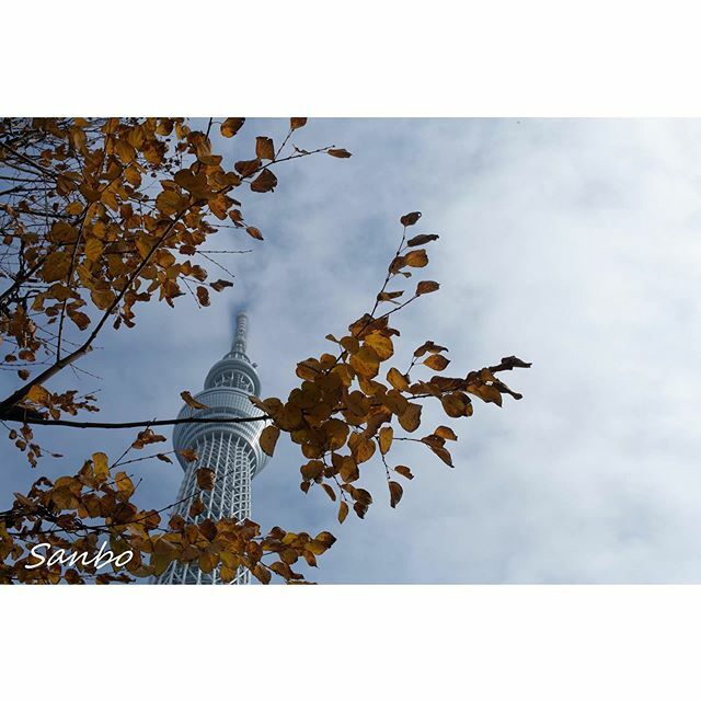 雲多いなぁ😬
.
#tamronjp #スカイツリー #雲 #sky #skyphotography #tamron35mmf14 #eos5dmark3 #カメラ好きな人と繋がりたい#秋 ift.tt/2t5nZ97