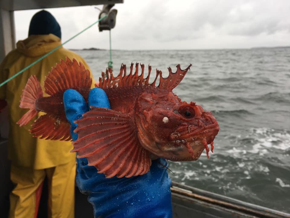 NovaTheShark's tweet photo. Check this out.... I’m not the only cool thing caught off the coast of Nova Scotia!! Anyone know what this is? https://t.co/R9A4madqNR