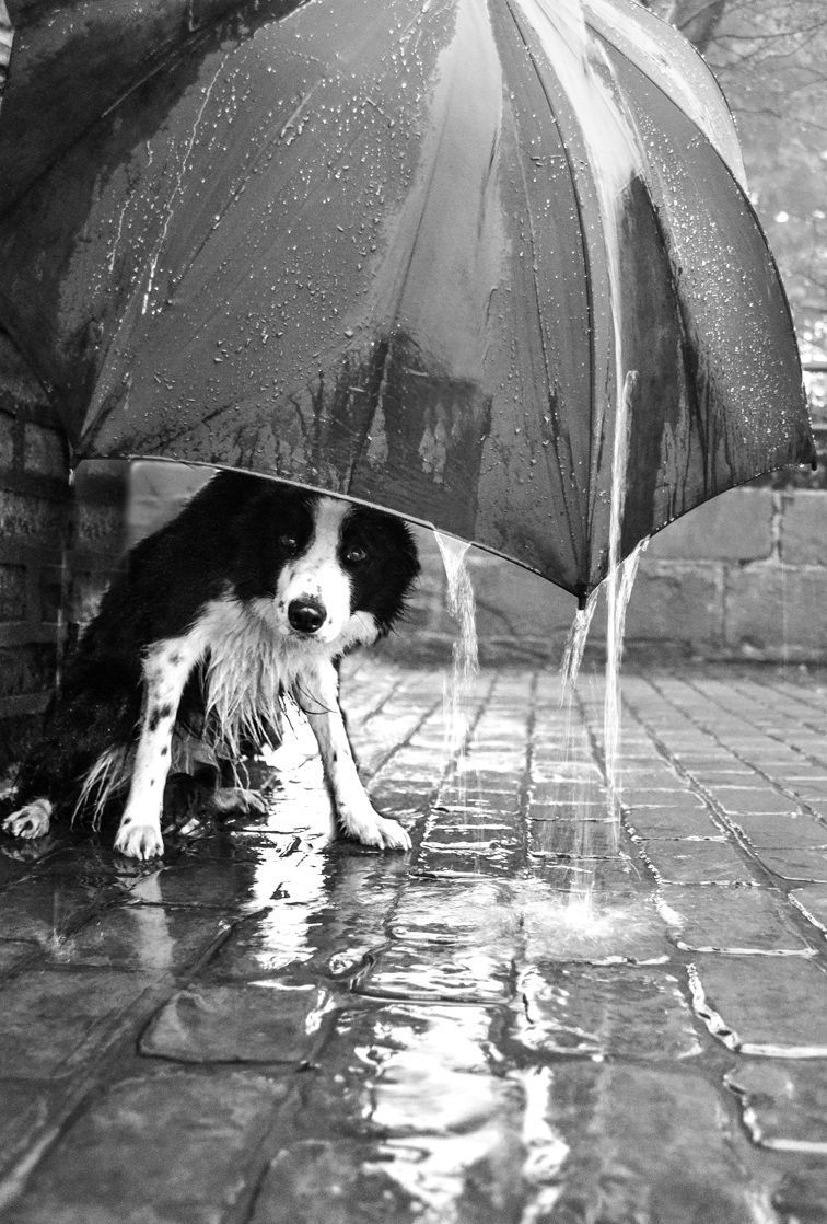 Congratulations to the #PurplePort #Rain daily #competition winner, Remarkabolmodels purpleport.com/competition/vi…