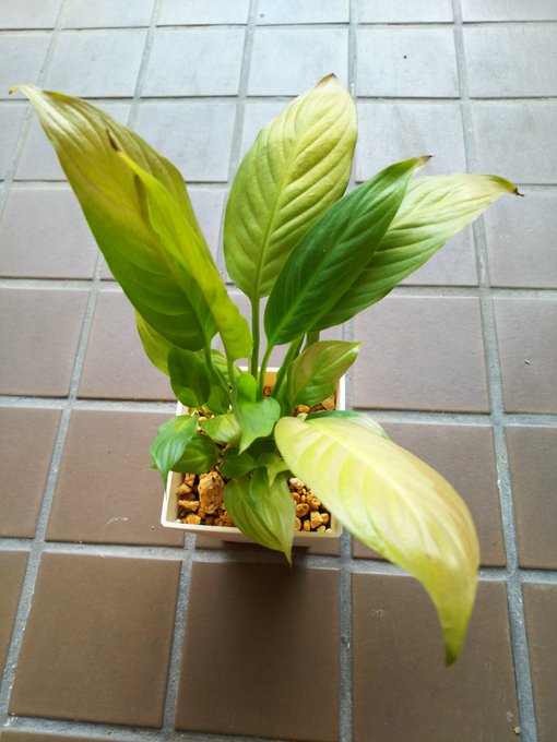 スパティフィラムの育て方 花が咲かないときの対処はどうする 2ページ目 Botanica