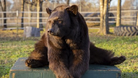 Baylor mascot, 'Lady', to undergo treatment for tumor found in chest: baylor.edu/mediacommunica…