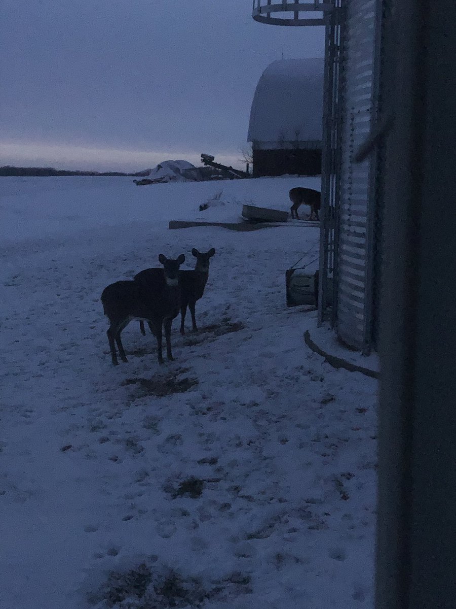 Buckentinseed's tweet photo. Had some visitors to the office tonight https://t.co/CDgHuHr1ag