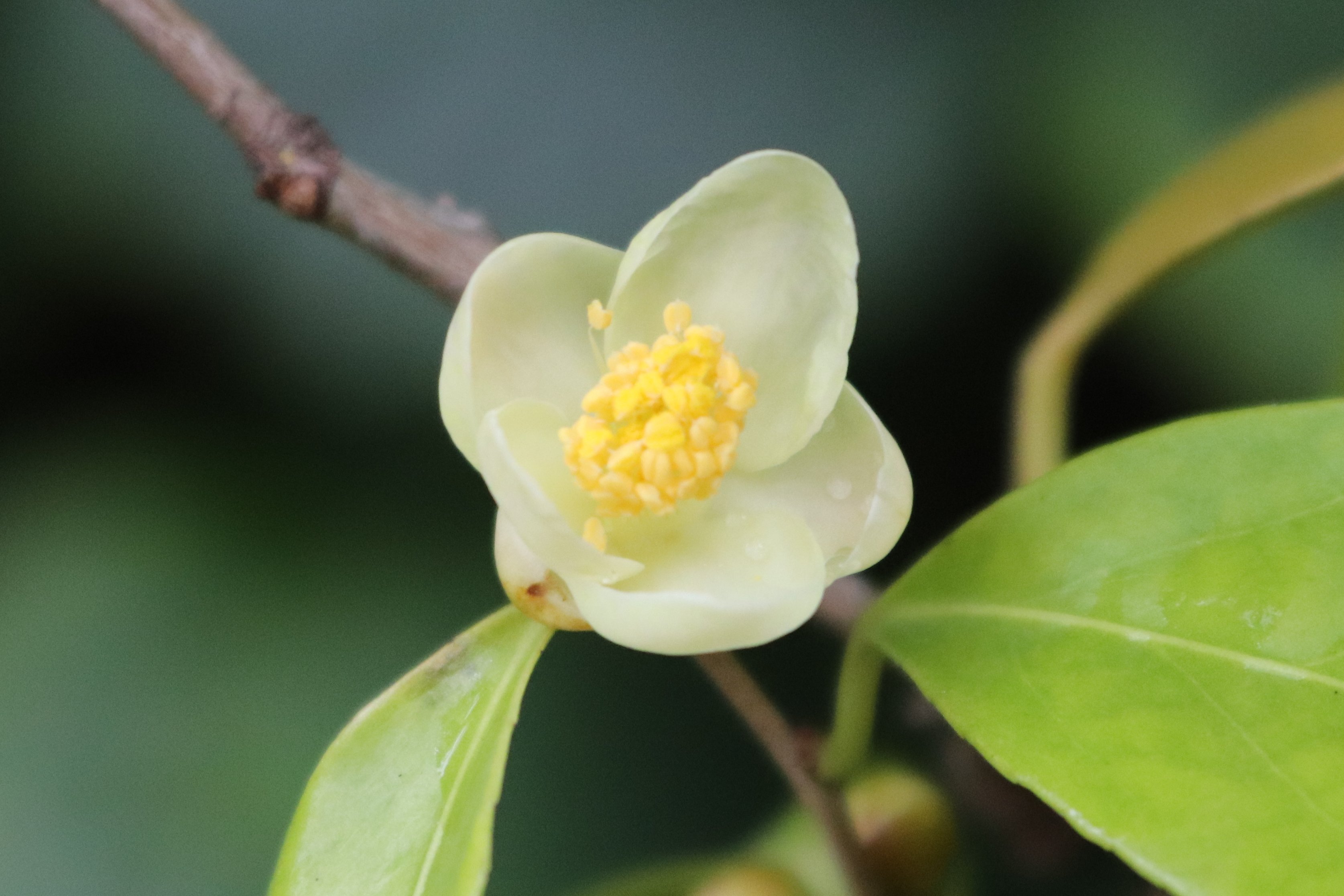 O Xrhsths 咲くやこの花館 Sto Twitter 熱帯雨林 室にて小さなお花を発見 こちらは中国原産の ヘイカキンカチャ 平果金花茶 という わずか２センチほどの小さなツバキです 蕾もまだまだ沢山ございますので これから楽しみですね 是非あったかい 熱帯雨林室で