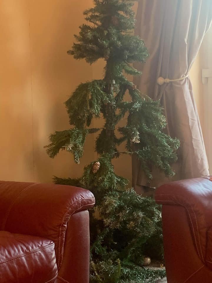 CatsOnCatnip's tweet image. &quot;I have cats, and I’ve just given up tbh, Christmas is canceled this year.&quot;

Credit Katie Marie Ashton
