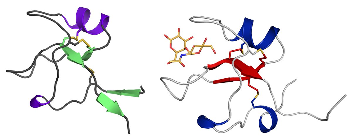 StructuralMike's tweet image. My two new #mucus altering trefoil factor #lectin structures in the @PDBeurope today thanks to @ausynchrotron and @CSIROC3! rcsb.org/structure/6v1d rcsb.org/structure/6v1c
Proud #preprint last week at biorxiv.org/content/10.110…