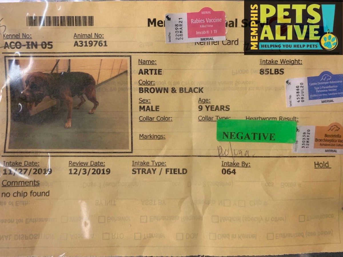 Memphis Pets Alive! tweet media