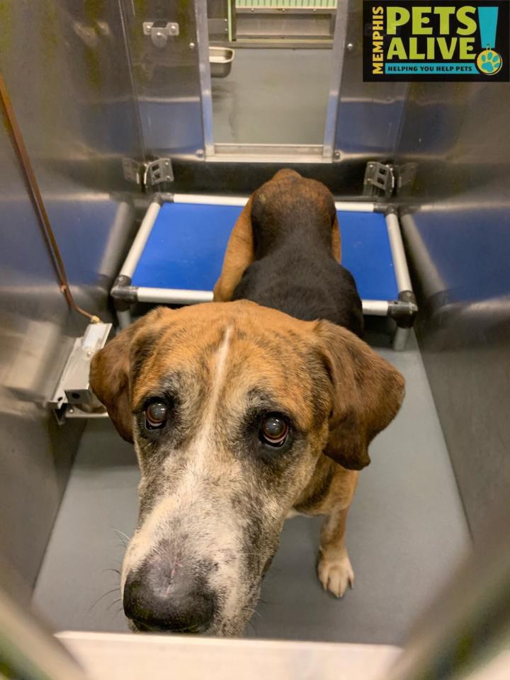 Memphis Pets Alive! tweet media