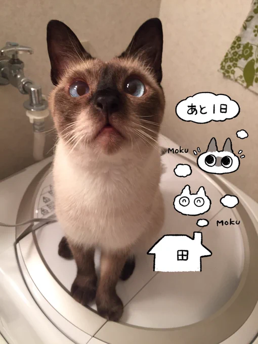 #シャム猫あずきさんは世界の中心 ついに明日だー!!書き下ろしすごい書いたのでよろしくね(何度でも言う)  