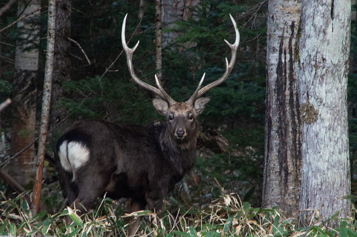 小さなオーベルジュてぃんくる 道すがらに出会った雄鹿 立派な角に 自然への畏怖を感じてしまいます 屈斜路湖 エゾシカ 野生動物 自然豊か ドライブ 北海道 道東 弟子屈 宿 ペンション T Co Qpx8vfodfh T Co 8l2r940ak4 Twitter