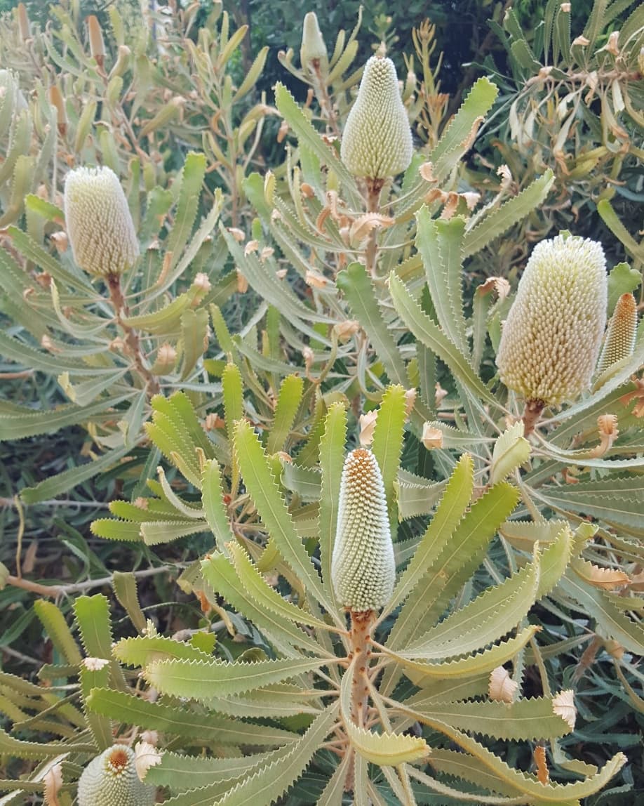 floraskates's tweet photo. *whispers*
hey I have a secret
*leans in close*
Banksia's are cute as heck, ok pass it on 👀🌿
#notreallyasecret #cuteplantsoncampus #ozplants https://t.co/qtxhM5tEn8