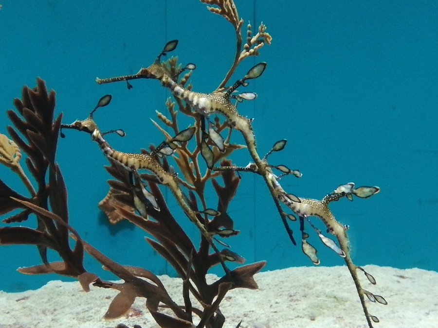 水族館魚図鑑 ウィーディーシードラゴン Phyllopteryx Taeniolatus 動物園 水族館に行こう