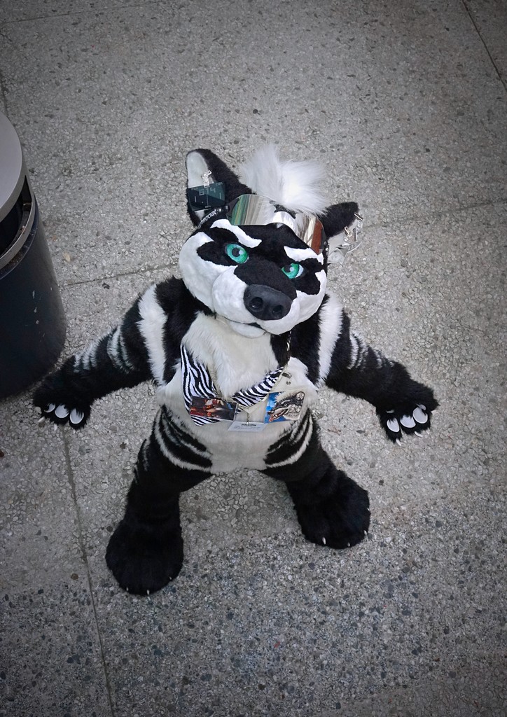 LostWolf321's tweet photo. It's @ReggieSouthpaw @furcon #FC2015 https://t.co/a9jyGYgqKi