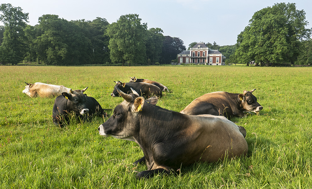 Bestel nu de mooiste producten van Boerderij #Eyckenstein. #Jersey #rundvlees en paté (door Bucherie) Jersey rund/Mangalitza varken. Tevens (gepekelde) #Mangalitza beenhammen, <a href="/veldkeuken/">De Veldkeuken</a> #panettone en #kerstbrood en #banket van <a href="/Ambachtscentrum/">Driekant</a> Driekant. docs.google.com/forms/d/e/1FAI…