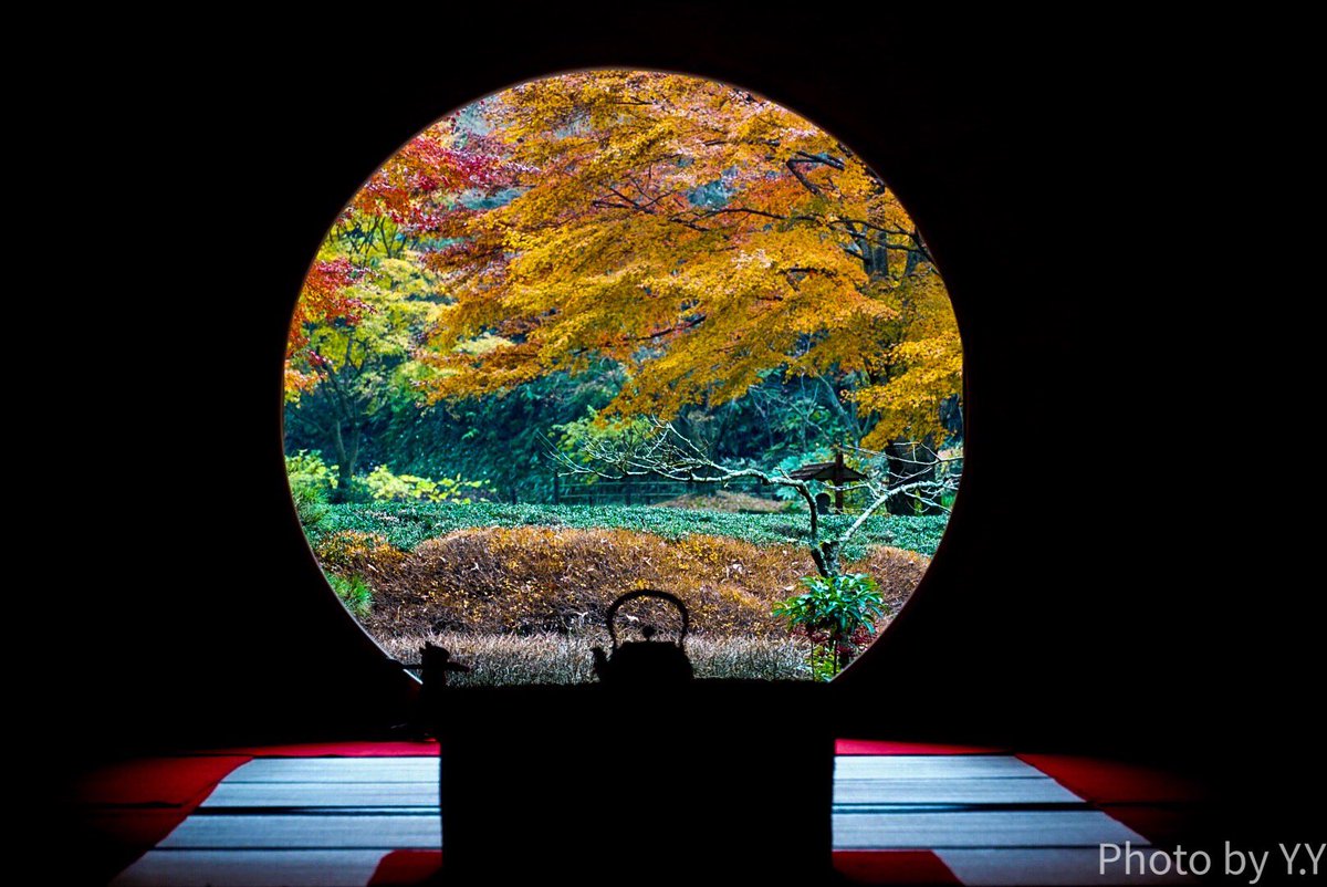 Y Y 明月院 丸窓から覗く紅葉 明月院 鎌倉 丸窓 紅葉 Kamakura Meigetsuin