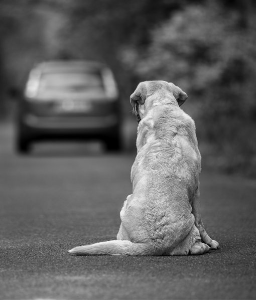 Irene_Okami's tweet image. Adoptar es maravilloso, darle una oportunidad a un ser vivo que lo ha perdido todo no tiene nombre. Pero el problema NO son las adopciones el problema son LOS ABANDONOS. Si puedes adoptar adopta, pero sea como sea si llega un animal a tu hogar cuidalo el resto de su vida.