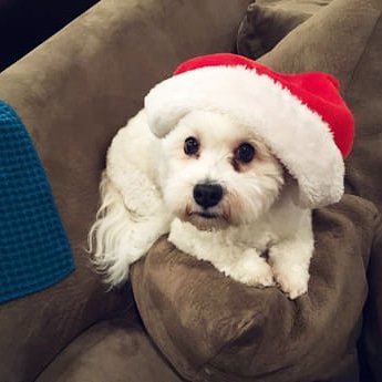 yourself_fun's tweet photo. Do you  ready for Christmas? 😊🐶🎅🎄🐕
#memes #funny #funnymemes  #funnydogs  #lol #gofunyourself  #meme #memesdaily #spicymemes  #memess  #memez #comedy  #dog #humor #triggeredmemes  #edgymemes #dogs #animals  #dogsofinstagram  #doglover  #doglife  #doglife #puppy #doggy https://t.co/IrYOhTAD8E