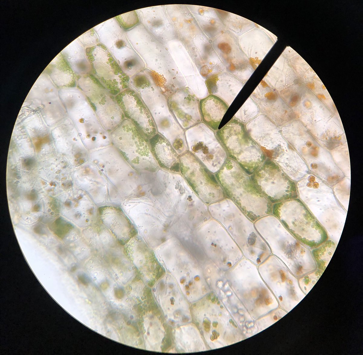 SutmegN's tweet photo. To study plasmolysis in plant cells, we observed Elodea cells under the microscope. The first image displays the cells with NaCl present, the second displays the cells in deionized water. You can see the effect! #Bio120Fall19 @NutmegSomething https://t.co/cp7I83FWhU