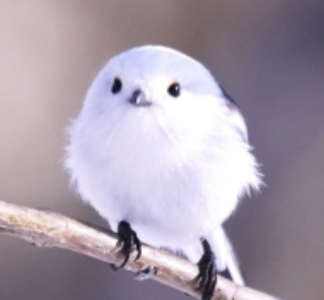 ナオミキャンディ 飴細工 シマエナガってめっちゃ可愛いよね って思ってるんだけど 飴で作ると正面からの図だけだとこうなるよね ナオミキャンディ 飴細工 Candy Amezaiku T Co Rw6p4s4ju7 Twitter