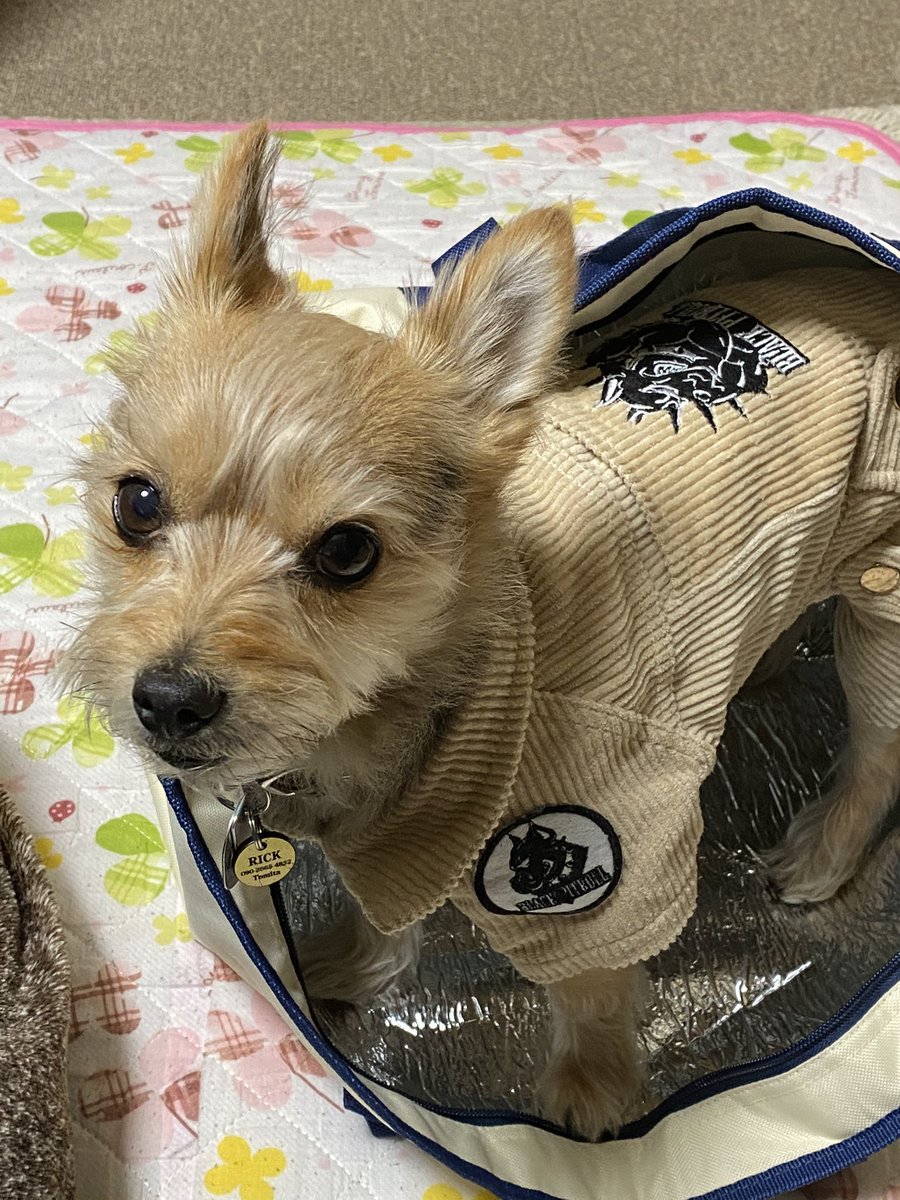 チビブタ Twitterissa 買い物袋でも関係なく 袋を見ると入ってしまう ポメキー ポメラニアン ヨークシャテリア ミックス犬 チビブタ Twitterissa 買い物袋でも関係なく 袋を見ると入ってしまう ポメキー ポメラニアン ヨークシャテリア ミックス犬