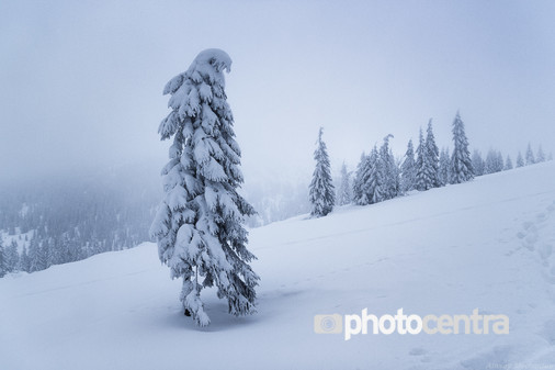 photocentra's tweet photo. https://t.co/NmYrkx6Qit Pending - Aleksei Medvedev #carpathians #ukraine #mountains #winter #gorgany #photographer #photography https://t.co/D8jT6konka