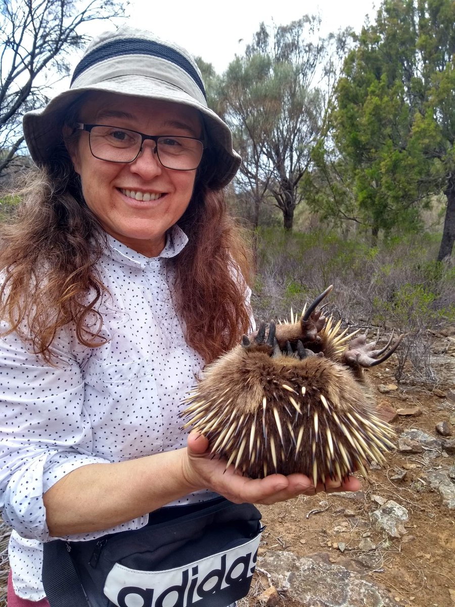petahill26's tweet photo. Found this guy wandering on the road at the #Utas #BEERgroup field site today. He did an appreciative pooh before we released him! #spikyboy @Dei_Merry @Erikwapstra https://t.co/Qr6lkbQI1e