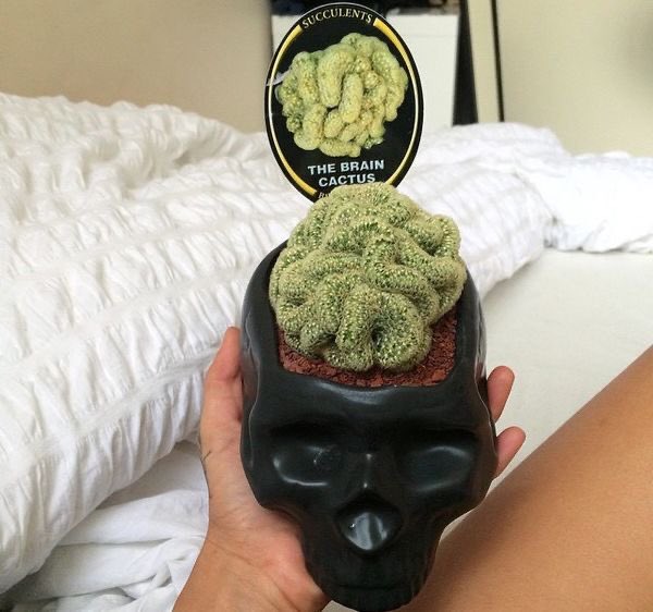 I NEED IT 💀🖤💀🖤💀🖤💀🖤 #braincactus #succulents #skulls