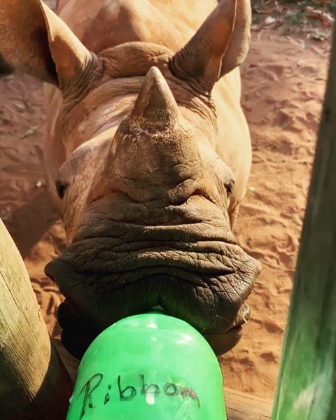 rhinolover262's tweet photo. #Repost @rhoveafrica ...
Gorgeous Ribbon enjoying her bottle 🎀 .

Thank you @studiovirginieparent for this memory, working beside you was so fun! Miss your beautiful smile 🌺 .

#rhinoorphan #bloom #standbyher #love #rhinocalf #whiterhino #southafrica #lagunabeach #livefree https://t.co/eooO7pjE4Z