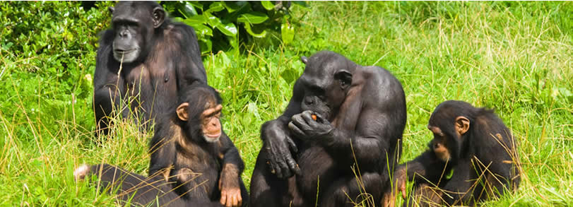 LiliesLtd's tweet photo. Best known for its number and a variety of resident primates, #kibalenationalpark is also a birders' haven having a list of different bird species.These can be spotted on the forest trails at kanyanchu and sebitoli tourism sites.
#experienceuganda with liliestoursandsafaris https://t.co/kwYCwePBA3