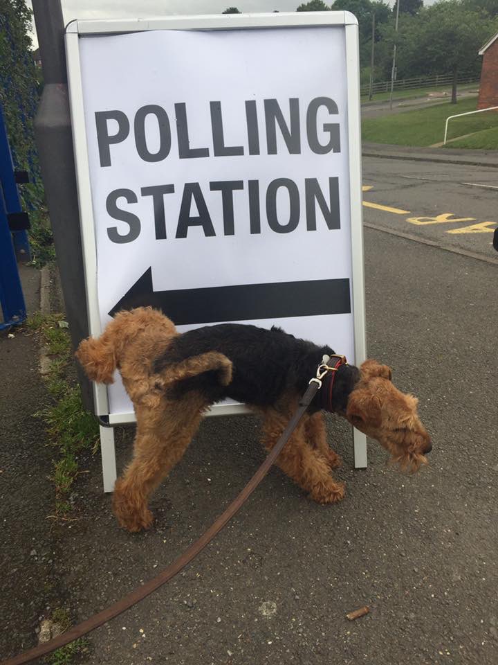 Bolhaus Terriers tweet media