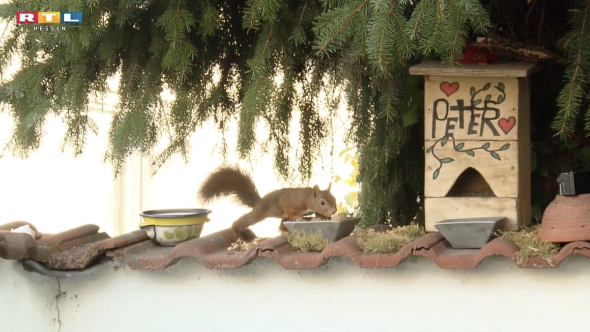 Eichhoernchen Hashtag On Twitter