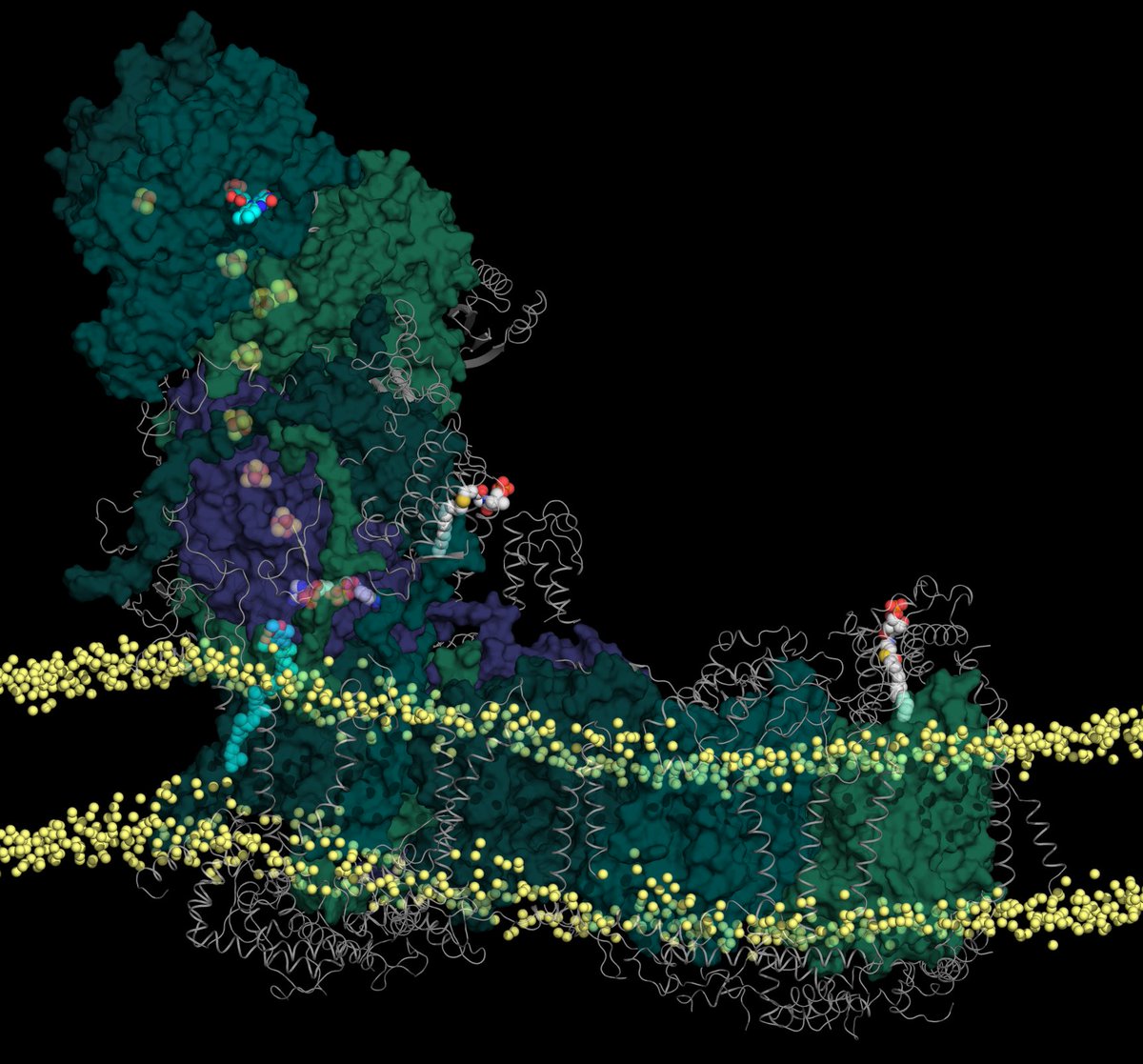 Cryo-EM & MD simulations on respiratory complex I. advances.sciencemag.org/content/5/12/e… Thanks to @OutiHaapanen, @krparey, @MPIbp, @IBC2_GU for great collaboration. @CSCfi, @PRACE_RI for computing time. @SuomenAkatemia, @helsinkiuni, @SigridJuselius for funding. @BIOTECH_UH @KumpulaScience