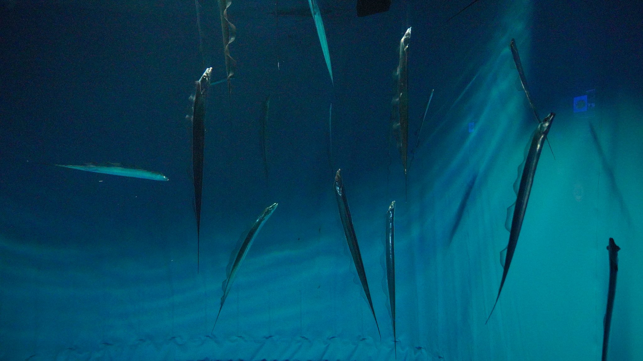 太刀魚 泳ぎ方 ところでドラゴンって指何本 アンケートで決定 タチウオの正しいサイズの測り方 太刀魚 泳ぎ方 ところでドラゴンって指何本 アンケートで決定 タチウオの正しいサイズの測り方