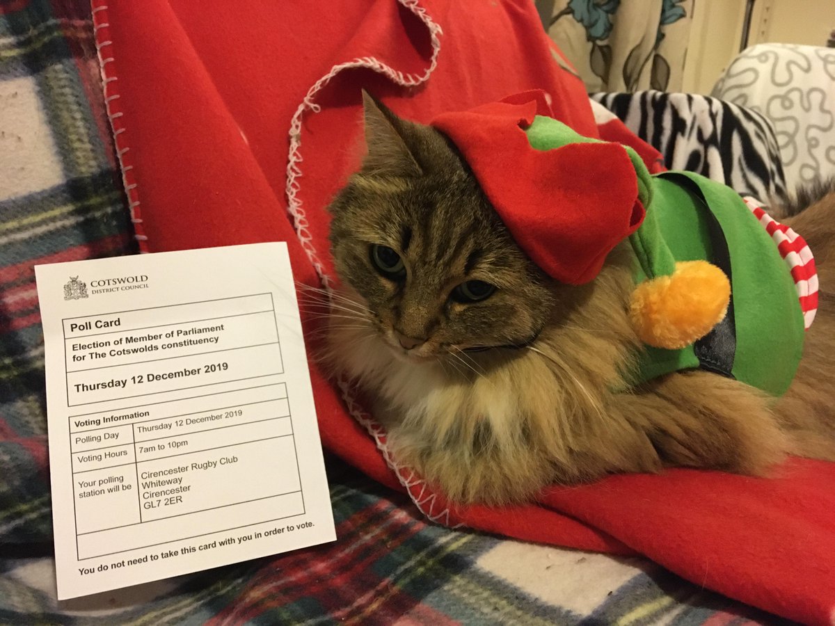 realTrouble2's tweet photo. Itโs polling day and Iโm one of the #CatsWithPollingCards supporting #Larry4PM: he has the #MeowMentum to win #GE2019!
๐ฑ
Iโm #BeingACat and cannot decide which way round the hat should go... https://t.co/xBJG1DbUr3