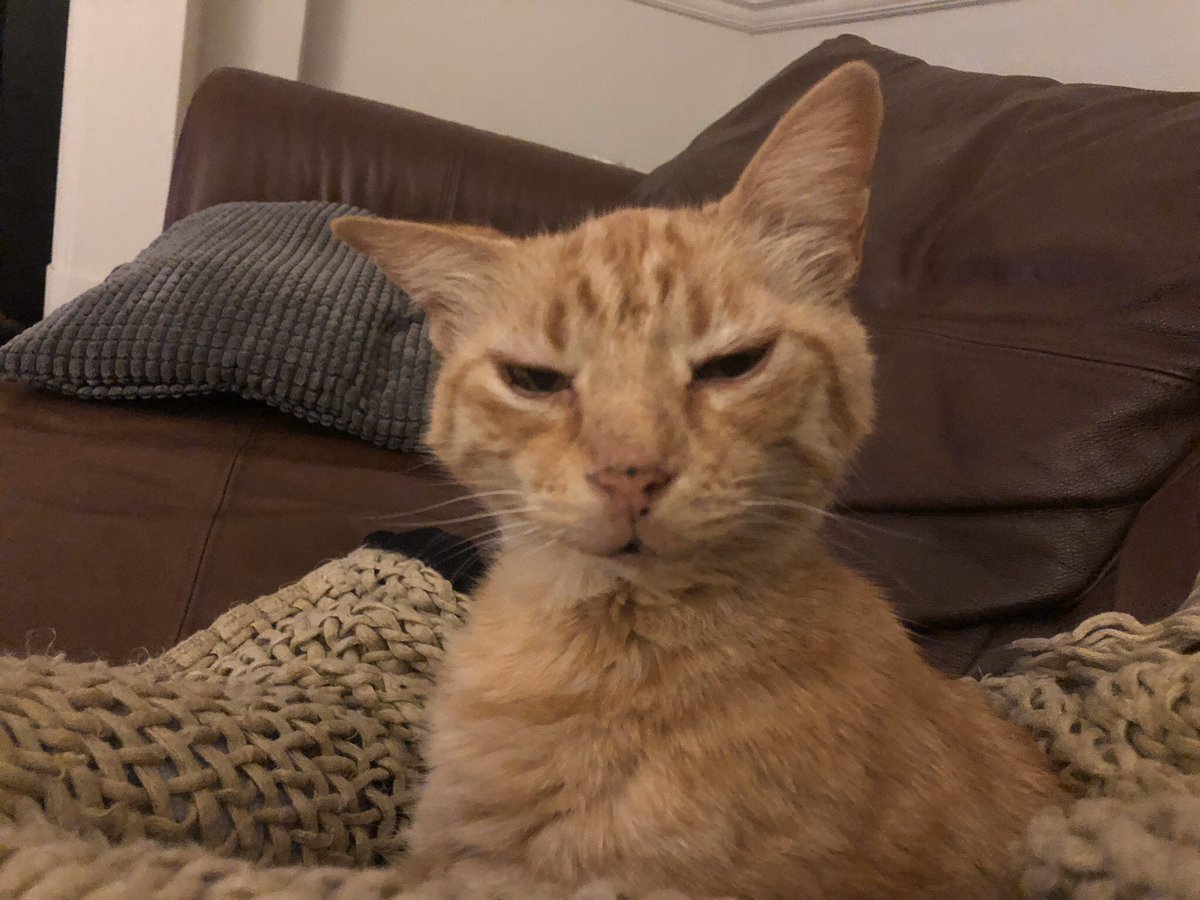 AmyDewar9's tweet photo. Here he is he seen. Chipped but no collar (he won’t wear one). #SE23 #FindFinko https://t.co/8G54dJtusy