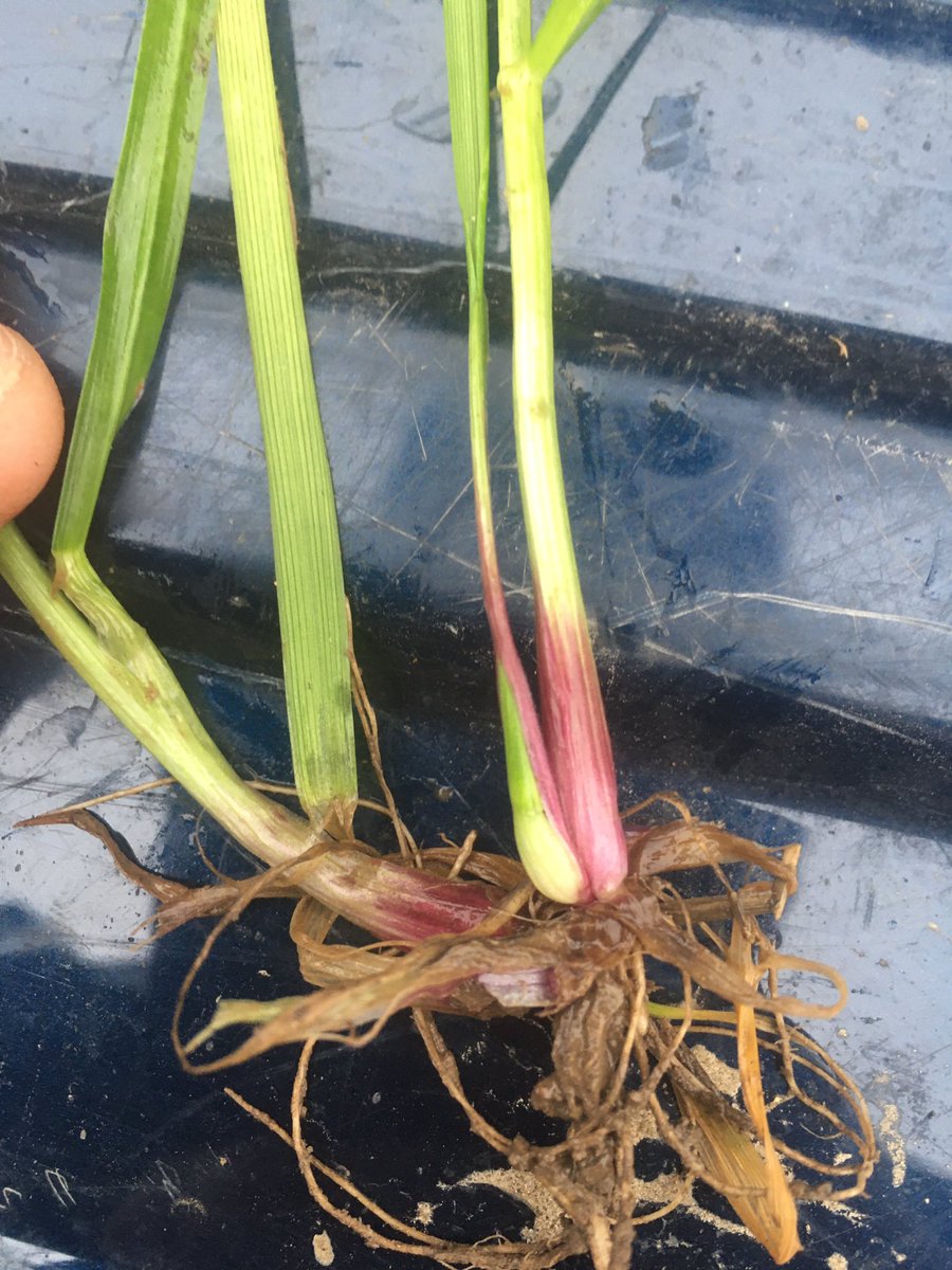 TAPAgronomy's tweet photo. Autumn OSR herbicides getting to work on these difficult weeds at this particular site. #lookslikeakerbyear #osr #weeeds 👊🏼 #Kent https://t.co/dAvPSSgfbH