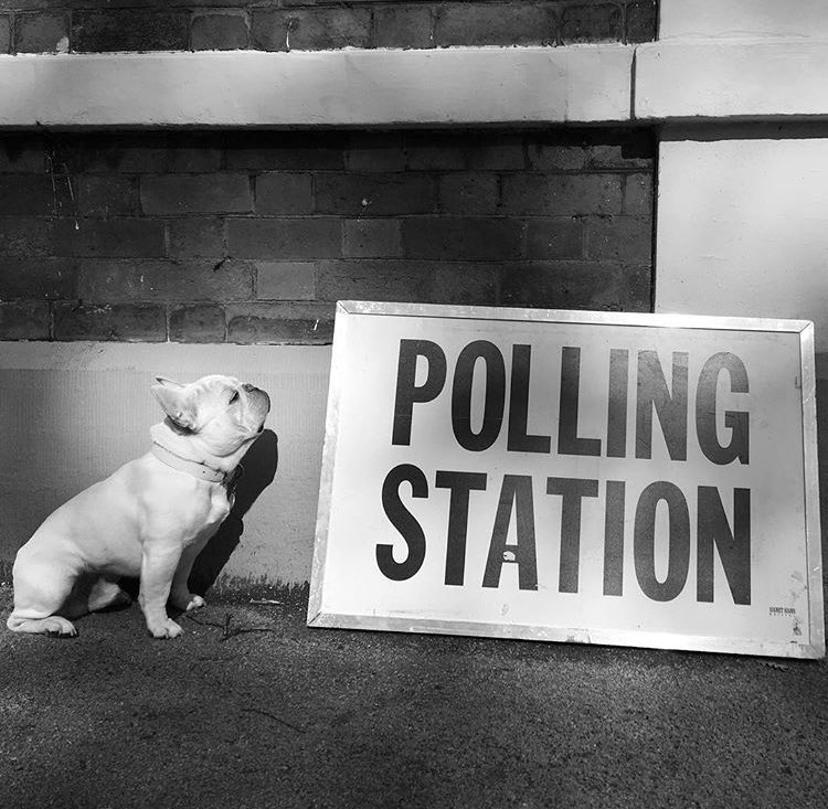 FrenchBullblog's tweet photo. Don’t forget to vote today #dogsatpollingstations #generalerection #GE2109 #VotingLabour https://t.co/QhN48UMfKf
