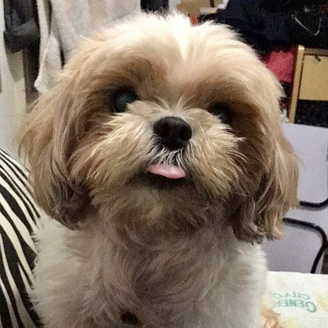 JanDomPar's tweet photo. Me to the people during Christmas season: 
#lovetheseason #hatethepeople https://t.co/fDP2ZLPzHU https://t.co/Z55fPdPge7