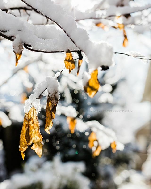 Winter Magic ✨🍂❄️✨
.
.
.
#winterbliss #newenglandwinter #blissfulphotoart #moodytones #morningslikethese #naturenotes #bitsofrusticcharm #bokehlicious #nothingisordinary_ #botanicalart #mystoryoflight #seedscolor #seekinspirecreate #embracingtheseaso… ift.tt/2PfPyWb