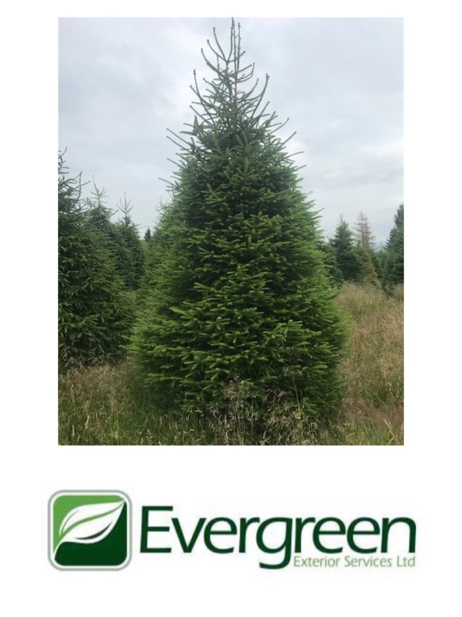 EvergreenExt's tweet image. We have very large Norway Spruce and Nordman, Christmas  Trees available, from 18ft - 23ft, these will be heavily discounted. Please call 020 8773 8322 to enquire. #christmastrees #nordman #norwayspruce #discounted #callnow