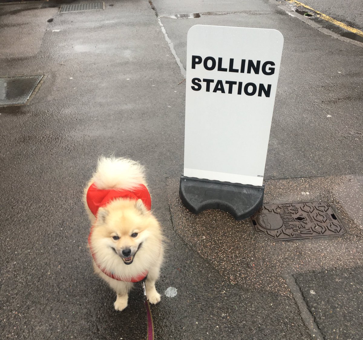 We went and casted our vote which we are so privileged to have the right to do so. #dogsatpollingstations