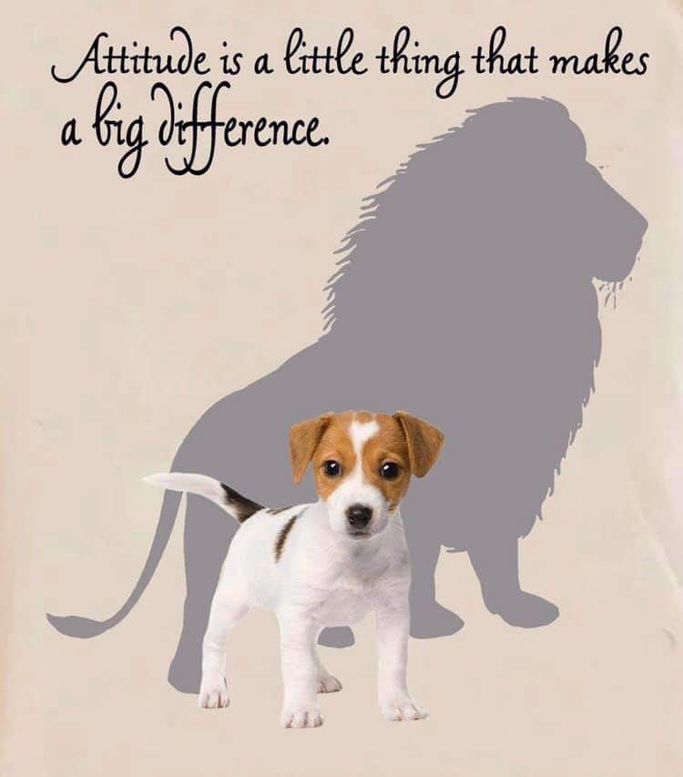 ziggy_paws's tweet photo. https://t.co/4l8uBS5lDh