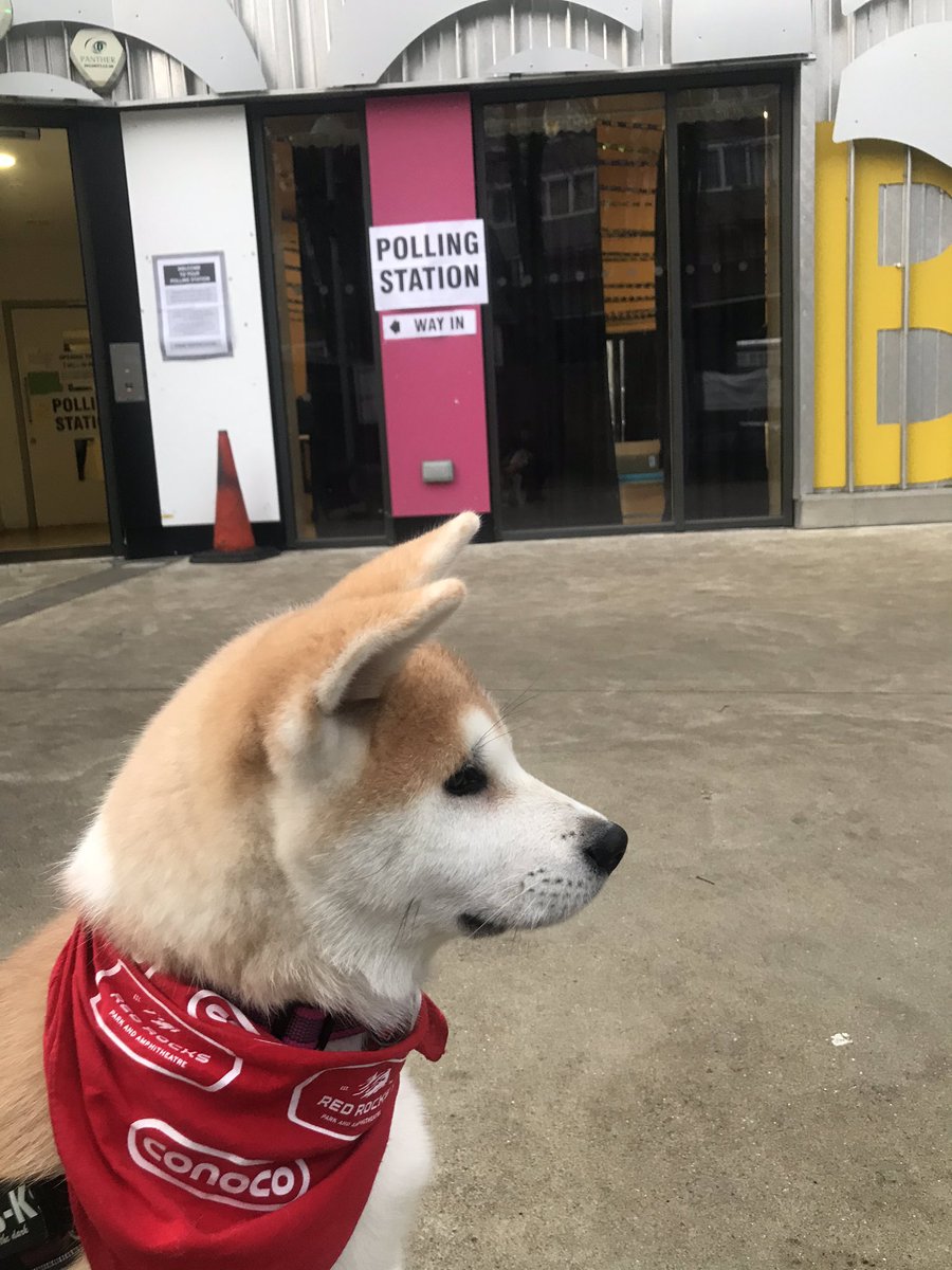 jmparki's tweet photo. #GeneralElection2019 #dogsatpollingstations #GE2019 #akita https://t.co/Ns0fywBtw5