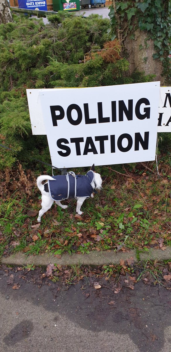 scaddingk's tweet image. Back for another day of democracy. Binksy back for yet another vote.  Bit of drizzle won't stop him! He's not too sure about the sign though #dogsatpollingstations