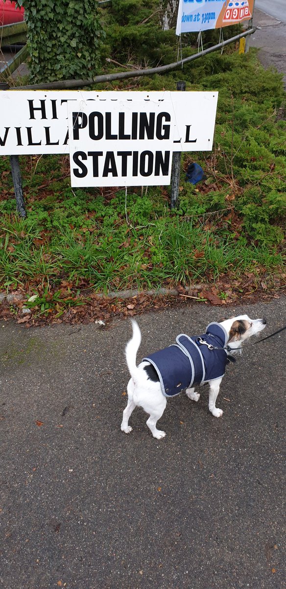 scaddingk's tweet image. Back for another day of democracy. Binksy back for yet another vote.  Bit of drizzle won't stop him! He's not too sure about the sign though #dogsatpollingstations