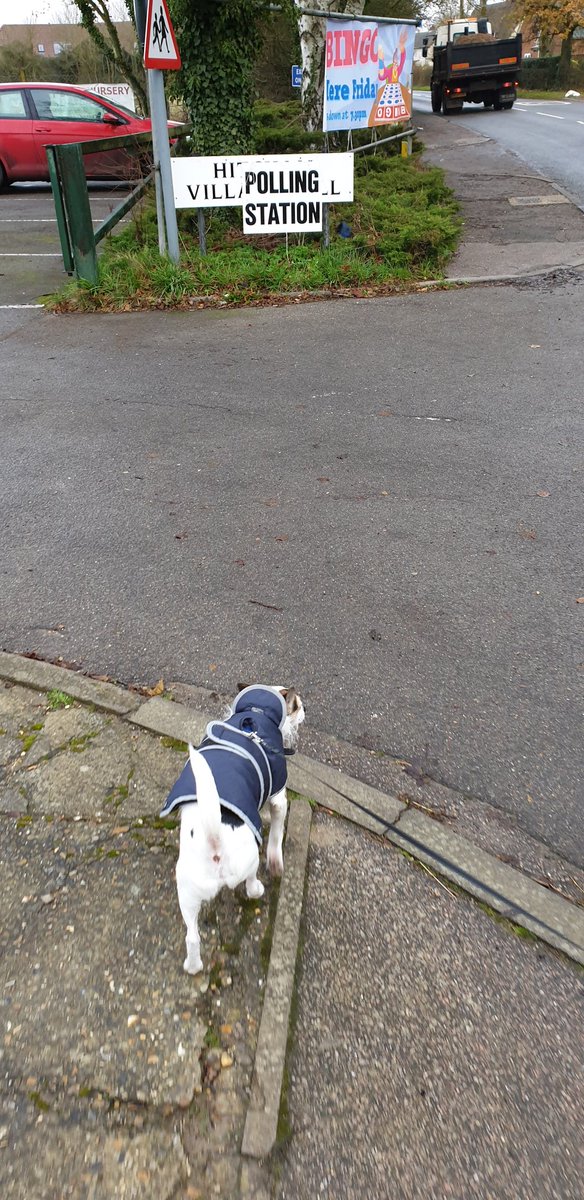 scaddingk's tweet image. Back for another day of democracy. Binksy back for yet another vote.  Bit of drizzle won't stop him! He's not too sure about the sign though #dogsatpollingstations