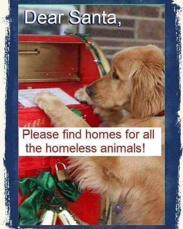 Cats and dogs friends (@catsandogsfrien) on Twitter photo 