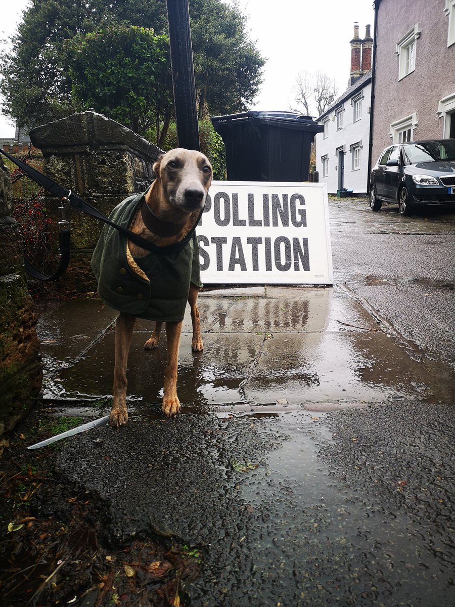 quiteoliver's tweet image. Strudel made it out to vote despite the rain. He hates the rain. He is angered immeasurably by what he calls "bad boy politics" being, himself, a good boy. #dogsatpollingstations