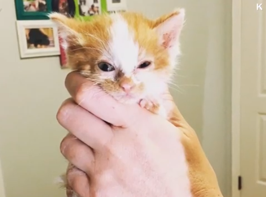 EsKosmoo's tweet photo. Un lugar de encuentro para felinos 😻
Historia para compartir 👉https://t.co/ZwFwdFQ1QW

Suscribete al canal para disfrutar de mas historias👉 https://t.co/AzXrajMwBj

#Kosmoo #KosmooES #AnimalLovers #Animals  #AnimalWelfare #CatsOfTwitter  #WildLife #CuteAnimals #followers https://t.co/bDBY6nOnCn